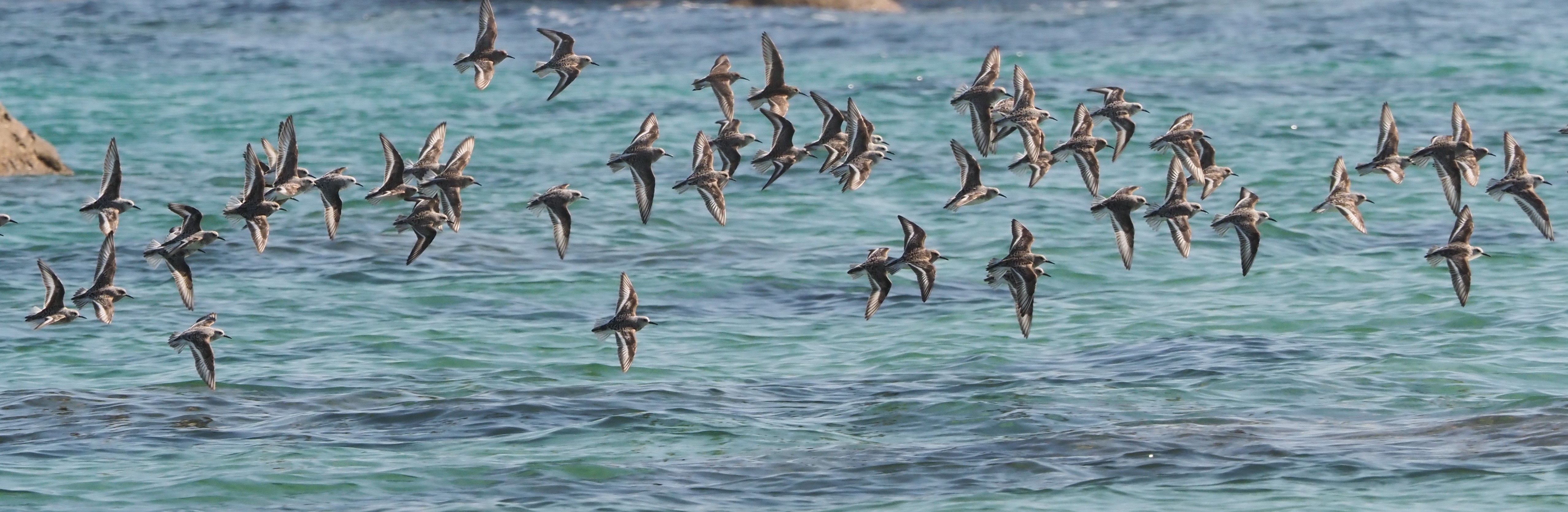 Inventaires naturalistes et proposition de gestion